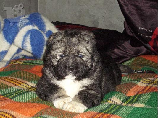 Kennel "Dushman" sale male Caucasian Shepherd